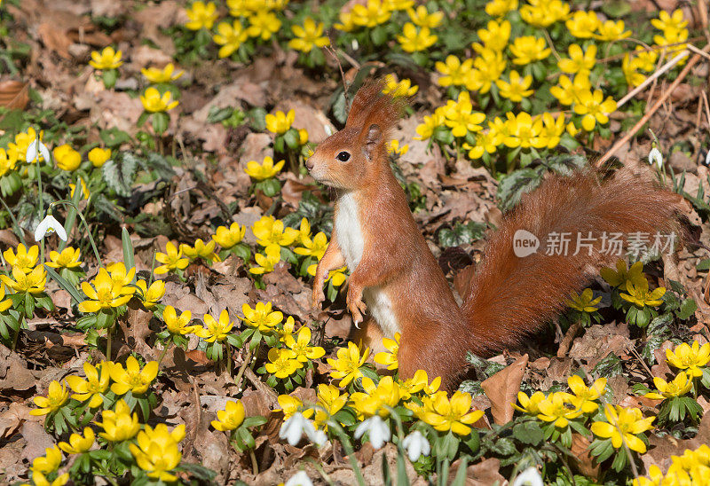 欧亚红松鼠(Sciurus vulgaris)